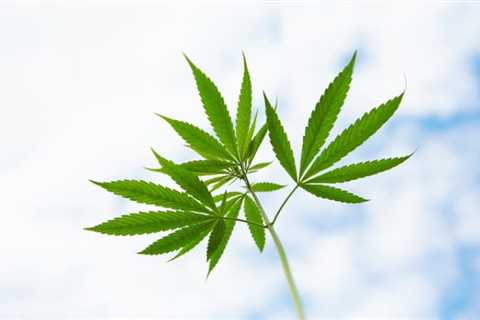 Marijuana Stock Recap 3 Top Picks For Next Weeks Watchlist