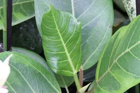 Golden Gem ficus a good houseplant for wintertime