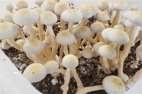 Hawaii Senate Unanimously Approves Psilocybin Task Force Bill, With Decriminalization Measures..