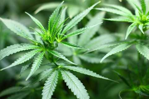 South Carolina Lawmakers Add Marijuana Access To Investigational Drug Bill As House Considers..