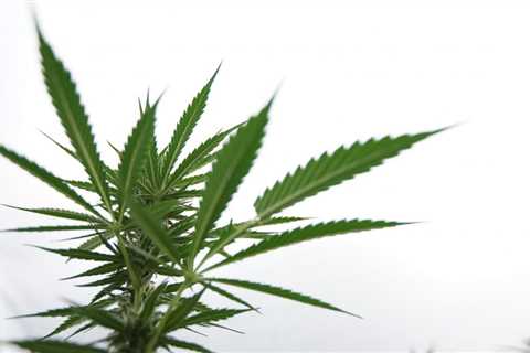 Kansas Senators Hold First Of Three Medical Marijuana Legalization Hearings In Committee