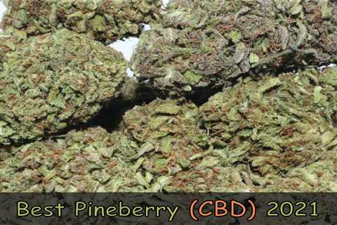 Pineberry CBD Strain Review - CBDhealinghand.com