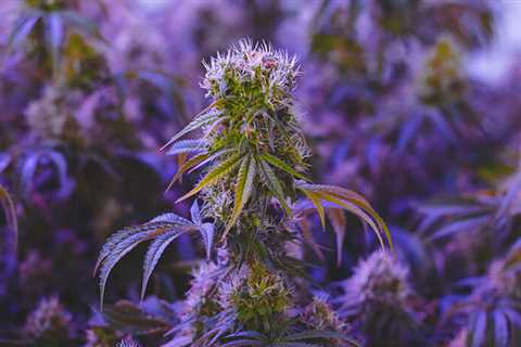 Abacus CBD Hemp Flower Strain Review - Your Trusted Source Of High Quality CBD Reviews &..