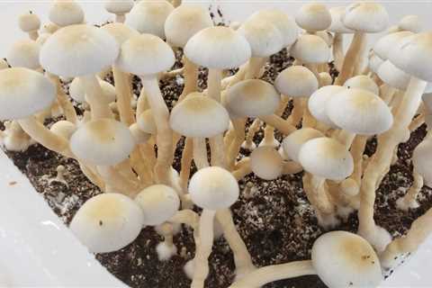 Pennsylvania Psilocybin Research Bill In Limbo After Key Committee Chair Raises Concern Over..