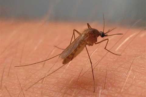 Climate Change May Push the US Toward the ‘Goldilocks Zone’ for West Nile Virus