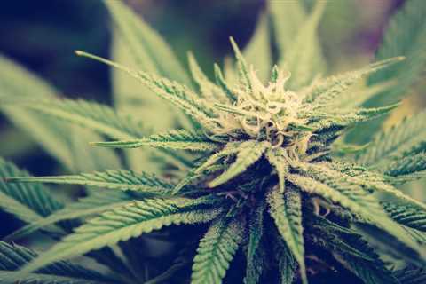 Congressional Researchers Identify Challenges Caused By Federal Marijuana Prohibition Ahead Of..