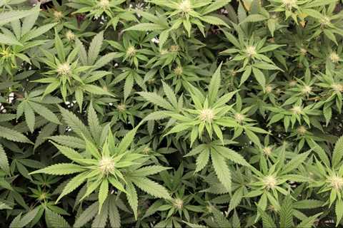 More Amendments To Federal Marijuana Legalization Bill Filed Ahead Of Floor Vote