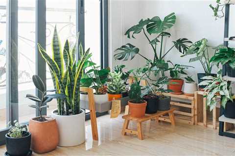 Do houseplants actually purify air?