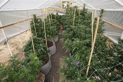New York Should Give Craft Cannabis Growers A Tax Break Like The One Small Beer Producers Get..