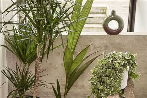 Dracaena plants are our new houseplant obsession