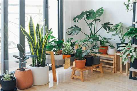 5 Best Air-Purifying Plants for Your Home
