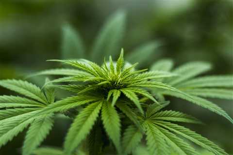 Inside a legal $925K California cannabis farm