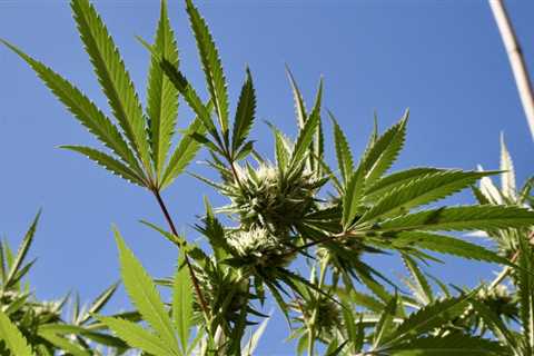 Minnesota Republican Senators Block Marijuana Legalization Vote