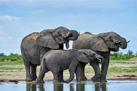 Elephants may hold the key to curing cancer, researchers claim