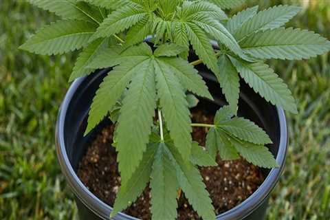 How grow cannabis outside?