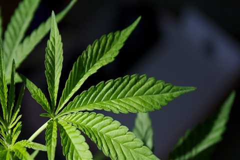 Why should medical marijuanas be legalized?