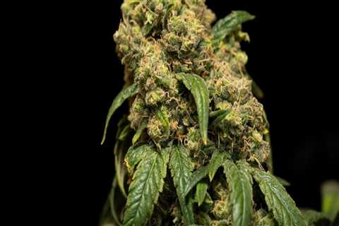 Why is sour diesel so strong?