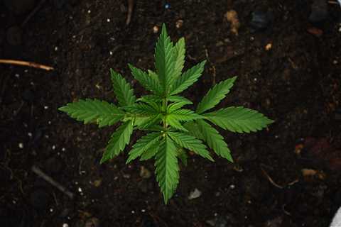 San Diego’s long-awaited cannabis equity program finally unveiled