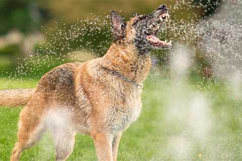 LA Animal Services Offers Tips for Pet Owners in High Heat