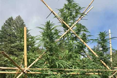 How to prepare cannabis plants for harvest