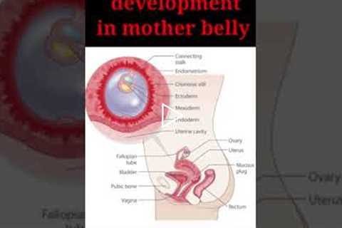 fetal and embryo development in mother womb ❤ 💕 ♥ 🙌  baby in moms belly 😍 ♥  #shorts