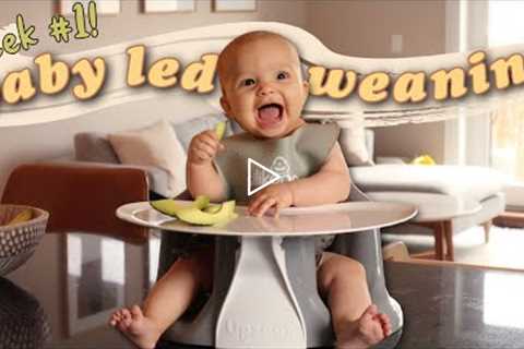 First Week of Baby Led Weaning at 6 Months Old | BLW Tips + Advice