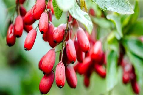 Does berberine interact with any medications?