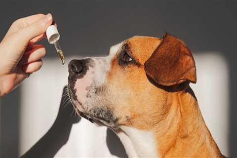 How does cbd oil make a dog feel?