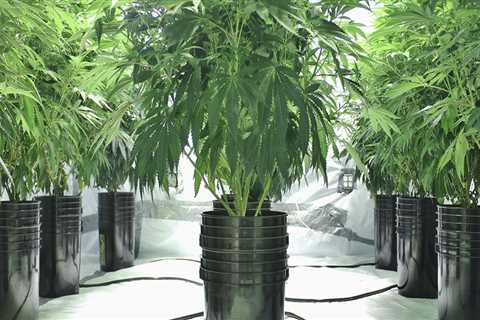 Can hemp be grown in pots?