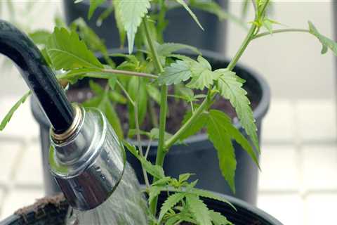Do hemp plants need a lot of water?