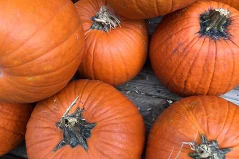 Inflation Affecting 2022 Pumpkin Prices In Beverly Hills
