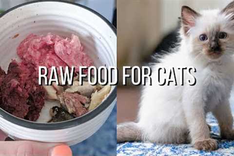 The RAW FOOD DIET I Am Feeding My Kitten