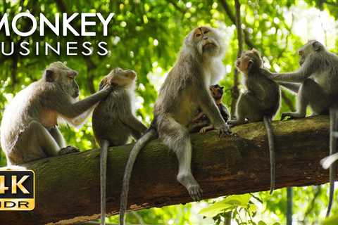 4K HDR Monkey Business – Life of Monkeys – Animal Documentary – Fun & Relaxing..
