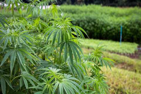 When did industrial hemp become legal?