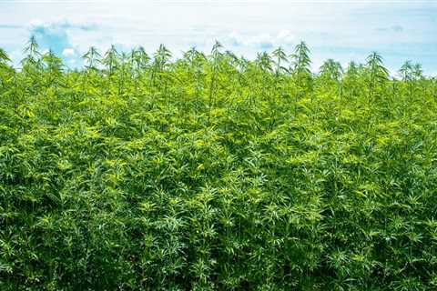 Why is hemp so special?