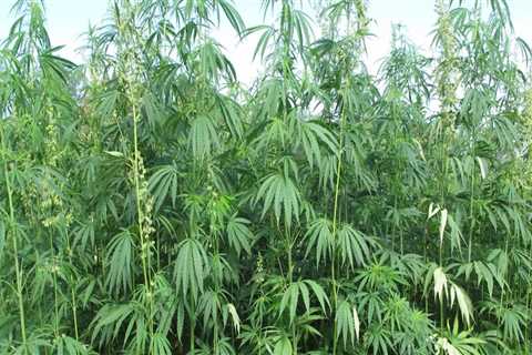 Is the hemp industry growing?