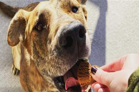 What are the best cbd dog treats for anxiety?