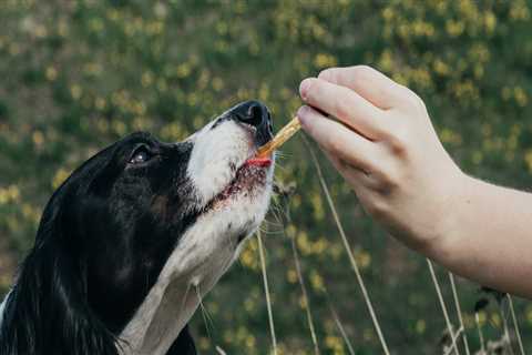 How long does it take for cbd oil to get out of a dog's system?