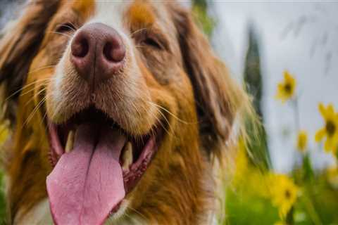 How long does it take to see the effects of cbd in dogs?