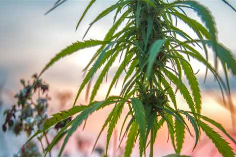 Can you grow hemp anywhere?