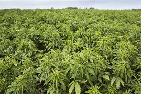 What is another name for industrial hemp?