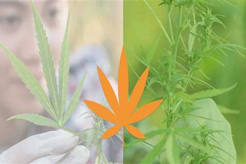 Is hemp natural or synthetic?