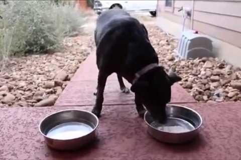 Can Dogs Drink Alkaline Water?