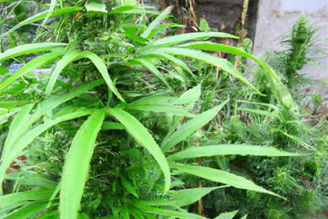 indica grow