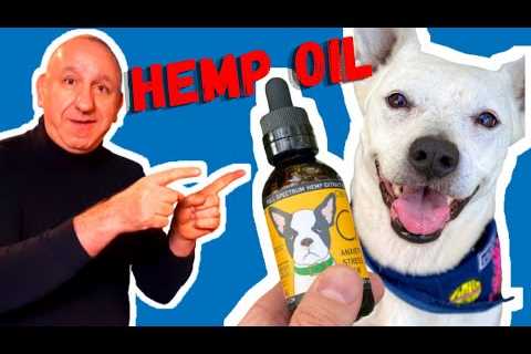 Hemp Oil For Dogs | The Benefits Of Using CBD Or Hemp Oil For Your Dog
