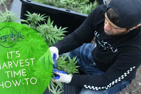 🌱How to Harvest Your Hemp CBD🌱