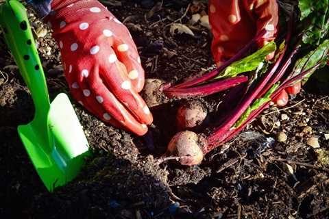 Start a Climate-Friendly Victory Vegetable Garden Today!