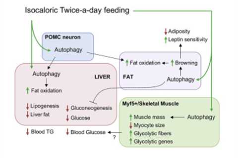 Intermittent Fasting and Autophagy Research 2023