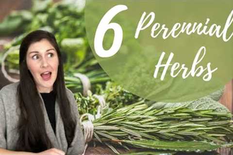 6 Low-Maintenance Perennial Herbs For A Beginner Backyard Garden