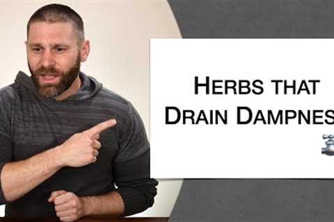 🌿 Herbology 1 Review - Herbs that Drain Dampness (Extended Live Lecture)
